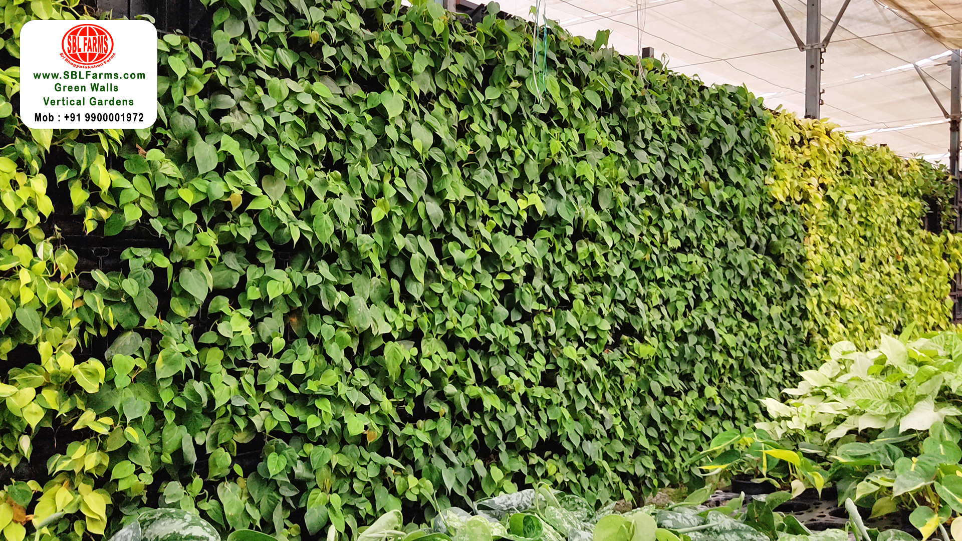 Sbl Farms Green walls and Living walls, Vertical Garden, Bio Curtains,Oxycardium Green- Green Wall in bangalore